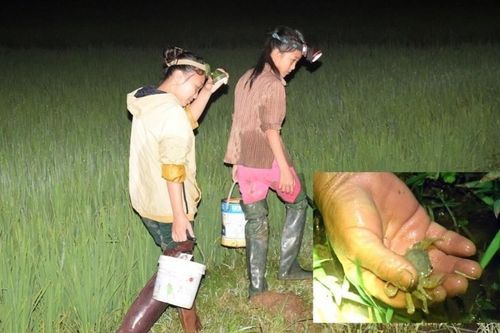 Yen Thanh's rice field crabs are selling well