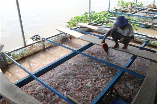 Khuyến khích nuôi thủy sản lồng bè trên sông Tiền