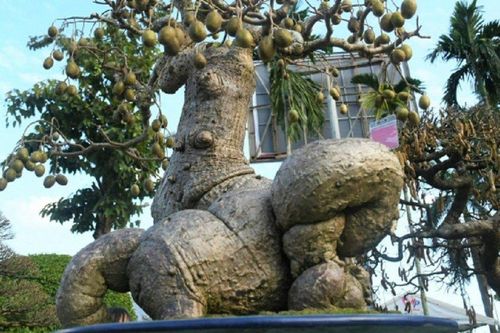 Những cây như khúc củi khô, một khi vào tay đại gia yêu cây cảnh 'thổi' thêm chi tiết lạ lên ngay tiền tỷ
