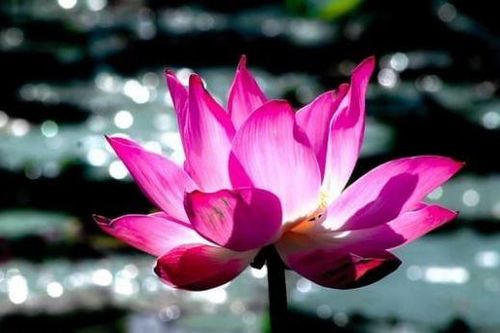 Muốn biết một người phụ nữ có phúc khí hay không, chỉ cần nhìn vào điểm này là rõ