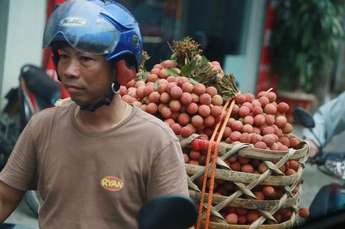 Vải thiều Thanh Hà mua buôn 15 nghìn đồng/kg, năm nay vừa mất mùa vừa mất giá