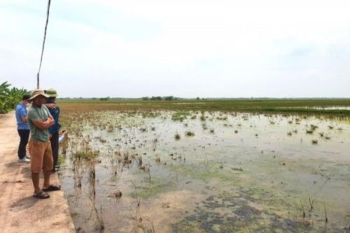 Sở Nông nghiệp và Phát triển nông thôn Thái Bình khẳng định nguyên nhân do nhiễm mặn