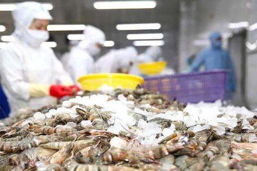'Vua tôm Minh Phú': Giảm giá thành tôm nuôi Việt Nam xuống bằng Ấn Độ, Ecuador là cách duy nhất để cạnh tranh