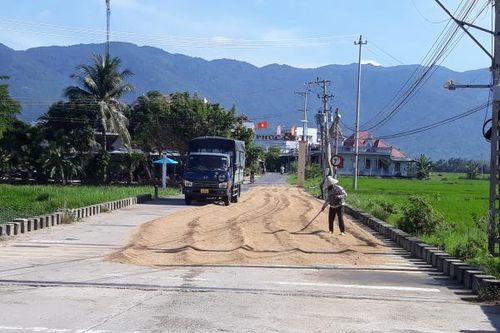 Chiếm dụng lòng đường để phơi lúa