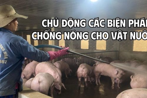 Chủ động các biện pháp chống nóng cho vật nuôi