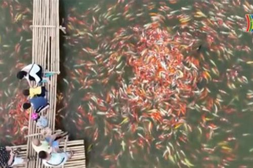 Người dân Thủ đô vui thích ngắm nhìn hồ cá Koi