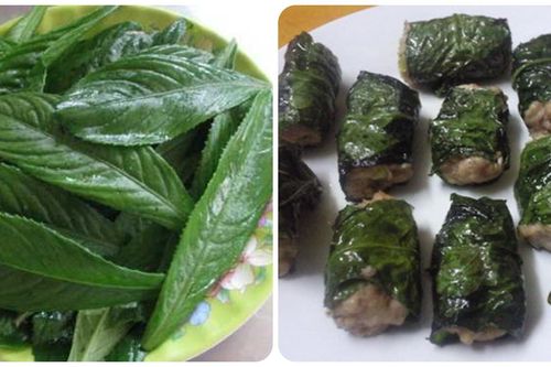 Lá xương sông có tác dụng gì?