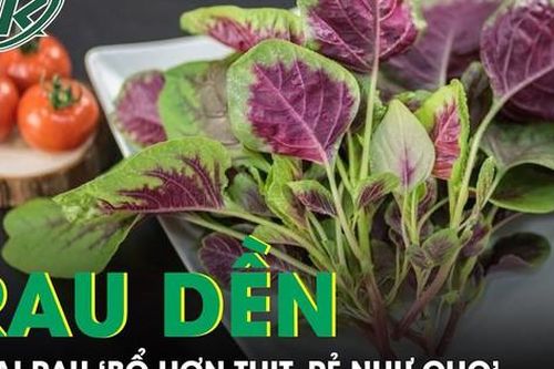 Loại rau 'bổ hơn thịt, rẻ như cho' được mệnh danh là 'thần dược'