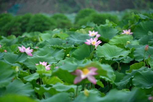 Đắm say mùa sen hồng ở Hà Nội