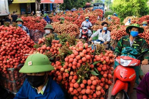Vựa vải Bắc Giang thu hút nhiều lao động