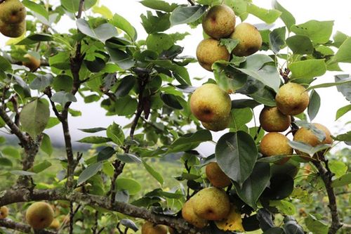 Lễ hội hái lê chín ở vùng đất 'nơi con sông Hồng chảy vào đất Việt'