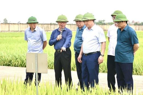 Khảo nghiệm 22 giống lúa thuần, lúa lai chất lượng cao