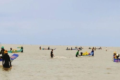 Khai thác nghêu giống khu vực VQG Mũi Cà Mau 'hạ nhiệt'
