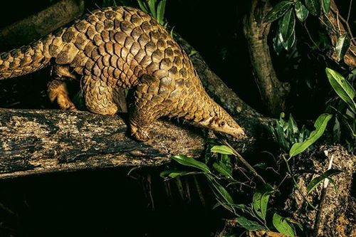 Bất ngờ loài thú cực hiếm 'lơ ngơ' đi lạc vào nhà dân Lâm Đồng