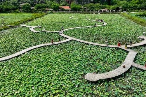 Cánh đồng sen 'bung lụa' dưới chân núi Ngọa Long, Ninh Bình