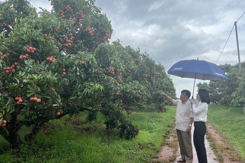 Bắc Giang thu hút khách từ du lịch nông nghiệp