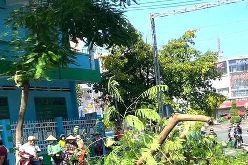 Cây phượng bật gốc làm 1 người đi đường bị thương ở Bình Dương