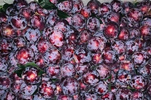 Tò mò quả đặc sản phiên bản 'nhà giàu' mới ra mắt