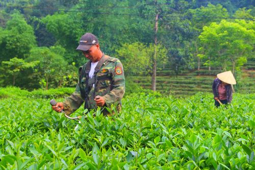 Chàng trai đoạn tuyệt ma túy, trở thành gương sáng phát triển kinh tế