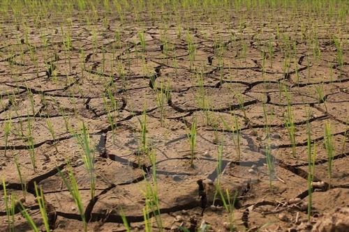 Hơn 2.200ha cây trồng bị ảnh hưởng bởi hạn hán
