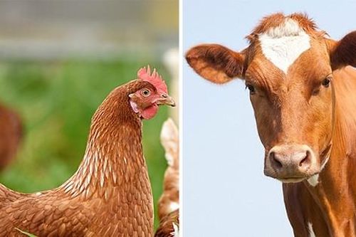 Cách ăn tốt cho sức khỏe: '4 chân không bằng 2 chân, 2 chân không bằng 1 chân'
