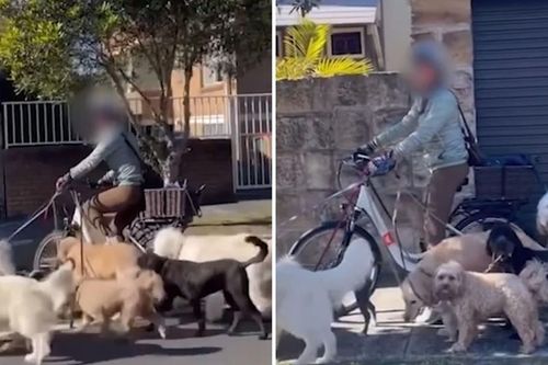 Cô gái đi xe đạp điện dắt theo 7 chú chó gây phẫn nộ