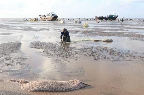 Bến Tre: Nghêu chết hàng loạt dù không phát hiện mầm bệnh