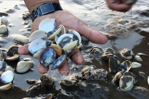 Nghêu chết hàng loạt tại Bến Tre do mưa kéo dài