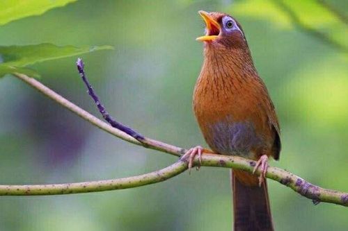 UBND huyện Mường Khương (Lào Cai) hủy Hội thi chim Họa mi chiến