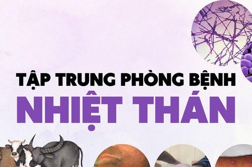Bệnh nhiệt thán: nguyên nhân, triệu chứng và cách phòng bệnh