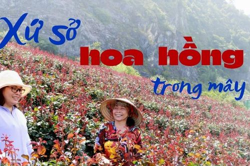 Xứ sở hoa hồng trong mây