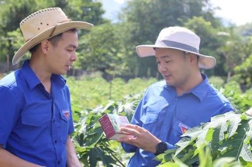 Thanh niên dân tộc thiểu số khởi nghiệp, tìm việc làm từ mô hình HTX