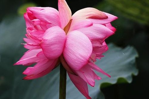 Quý hiếm đóa sen sinh đôi mang tên Tịnh Đế Liên