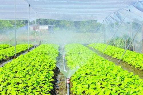 Nông nghiệp ứng dụng công nghệ cao chưa đồng bộ