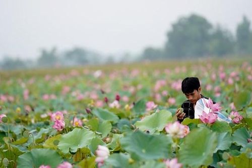 Nông dân Hà Tĩnh rộn ràng mùa thu hoạch sen