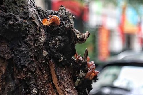 Hà Nội: Loạt cây cổ thụ chết khô tiềm ẩn nguy cơ đổ khi trời giông bão
