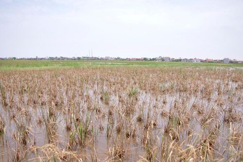 Hiện tượng lúa chết hàng loạt ở Thái Bình: Do 'chua mặn tiềm tàng'?