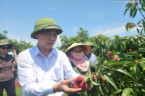 Thanh Hóa lần đầu tiên xuất khẩu vải không hạt