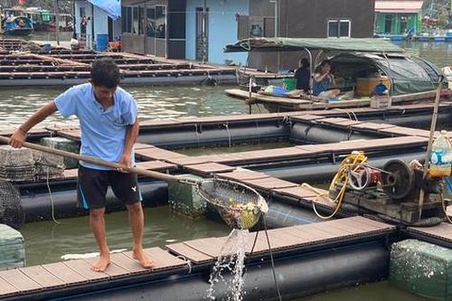 Lồng bè vừa đóng mới đã hư hỏng: Ngư dân kêu trời