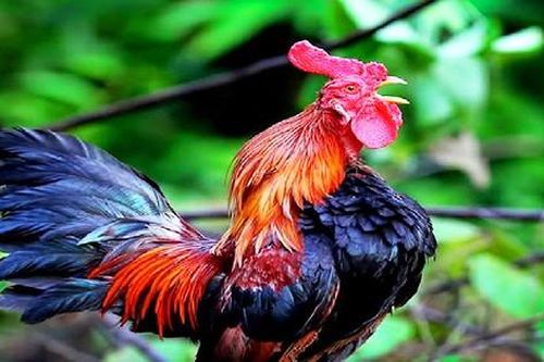 Giống gà đắt đỏ gáy giống tiếng cười, khách khắp thế giới tò mò tới xem