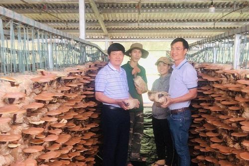 'Mỏ nấm' tiền tỷ của một kỹ sư xây dựng cầu đường