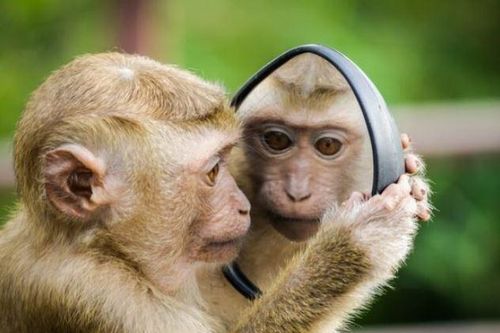 4 con giáp nữ có thể kiếm tiền giỏi hơn cả đàn ông, suốt đời giàu sang sung túc