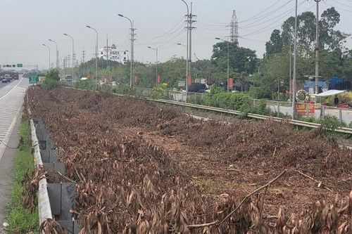 Vì sao hàng trăm nghìn cây xanh dọc cao tốc Cầu Giẽ - Ninh Bình bị chặt bỏ?