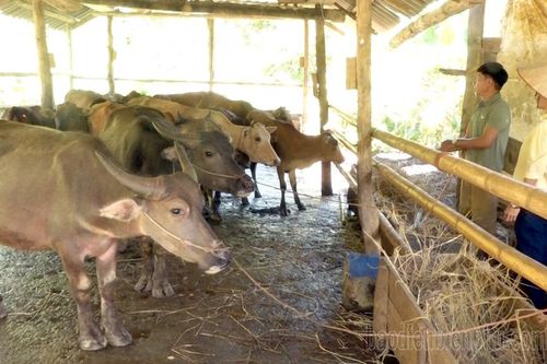 Làm giàu trên mảnh đất quê hương