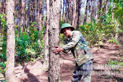 Cựu chiến binh Đình Lập: Vươn lên làm giàu chính đáng