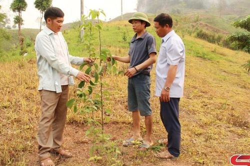 Trồng cây trên đất dốc theo hướng bền vững
