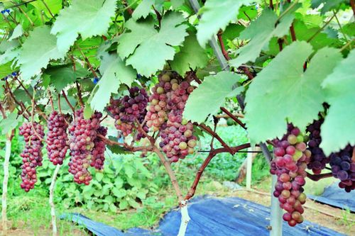 Thu hàng trăm triệu đồng mỗi năm nhờ trồng nho ở Hà Nội
