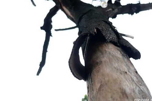 Nhiều cây cổ thụ ở Hà Nội chết khô, nguy cơ đổ gãy trong mùa mưa bão