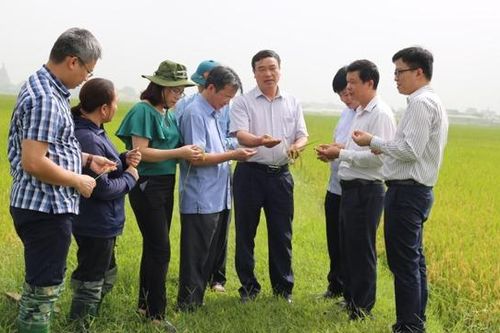 Thêm nhiều cánh đồng sạch