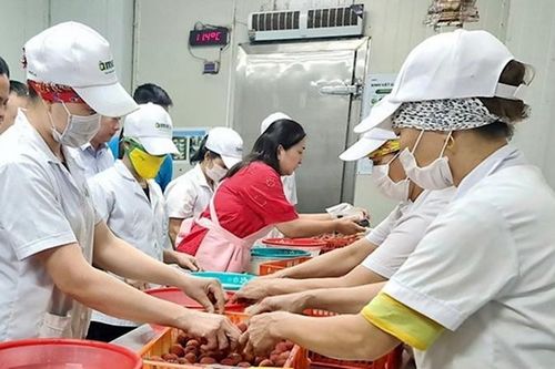 Tiếp nhận chuyển giao kỹ thuật bảo quản và chế biến vải thiều từ Nhật Bản